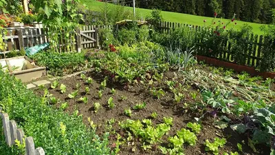 Ein Garten an der Unterkunft Ferienwohnung Greim