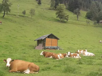 Tiere im Ferienhaus oder in der Nähe