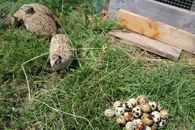 Tiere im Hotel oder in der Nähe