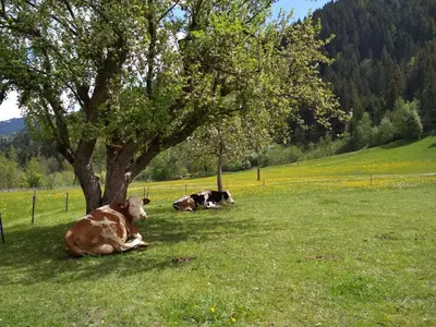Tiere in diesem Bauernhof oder in der Nähe