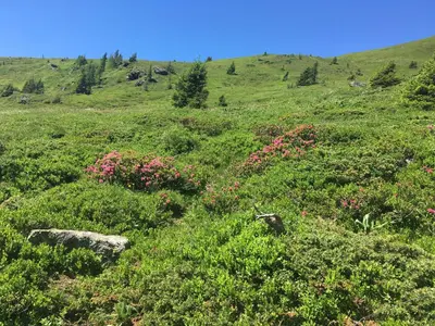 Naturlandschaft in der Nähe des Chalets