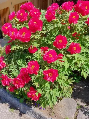 Ein Garten an der Unterkunft Ferienwohnung Woferlbauer