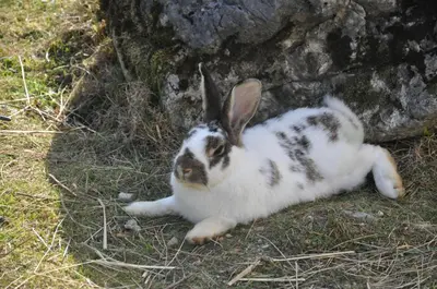 Tiere in der Ferienwohnung oder in der Nähe