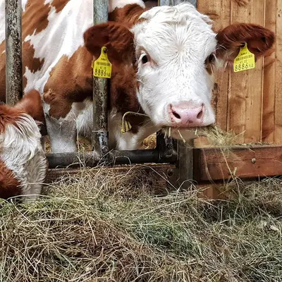 Tiere in der Ferienwohnung oder in der Nähe
