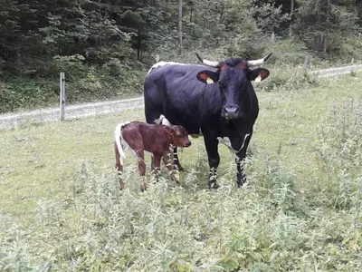 Tiere in diesem Bauernhof oder in der Nähe