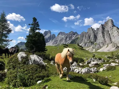 Tiere in der Ferienwohnung oder in der Nähe