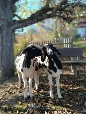 Tiere in der Ferienwohnung oder in der Nähe