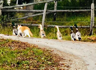 Tiere in der Pension oder in der Nähe