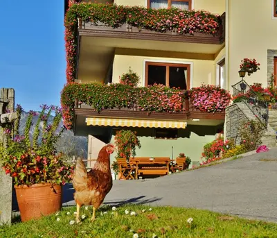 Ein Garten an der Unterkunft Pension Spreitzhof & Appartement Royer