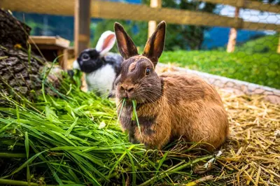 Tiere in der Ferienwohnung oder in der Nähe