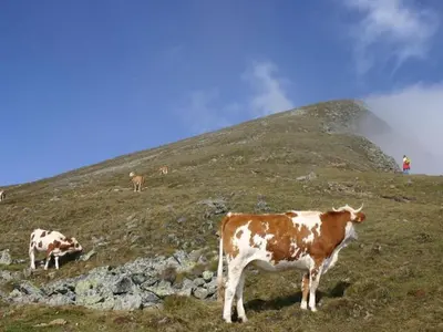 Tiere im Ferienhaus oder in der Nähe