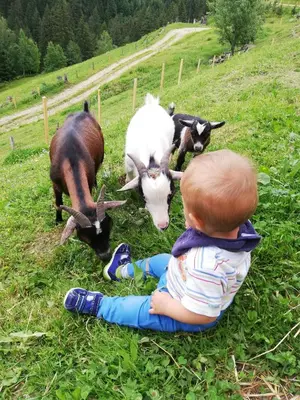 Tiere in diesem Bauernhof oder in der Nähe