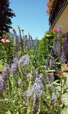 Ein Garten an der Unterkunft Landhaus Hirterhütte