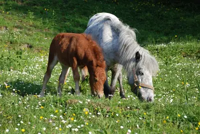 Tiere in der Pension oder in der Nähe