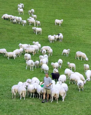 Tiere im Chalet oder in der Nähe