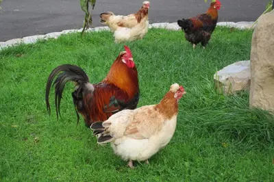 Tiere in diesem Bauernhof oder in der Nähe
