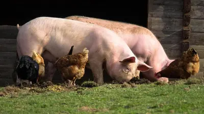 Tiere in der Ferienwohnung oder in der Nähe
