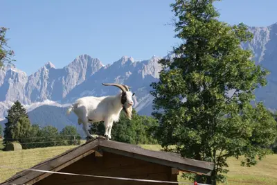 Tiere im Bed & Breakfast oder in der Nähe