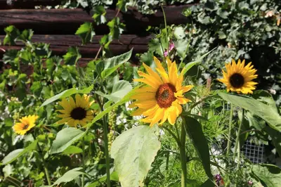 Ein Garten an der Unterkunft Biobauernhof Brandlhof