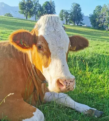 Tiere in der Ferienwohnung oder in der Nähe