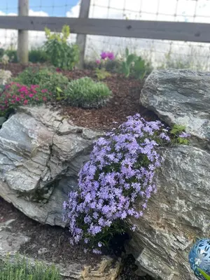 Ein Garten an der Unterkunft Traumblick Dachstein