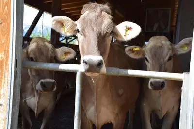 Tiere in diesem Bauernhof oder in der Nähe