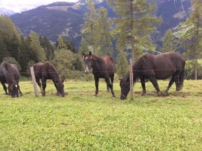 Tiere in der Ferienwohnung oder in der Nähe