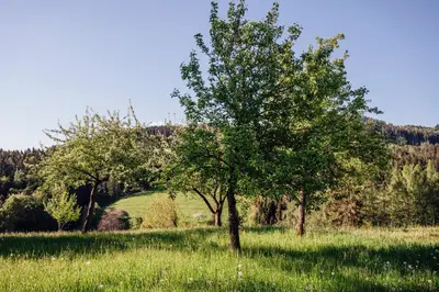 Naturlandschaft in der Nähe des Ferienhauses