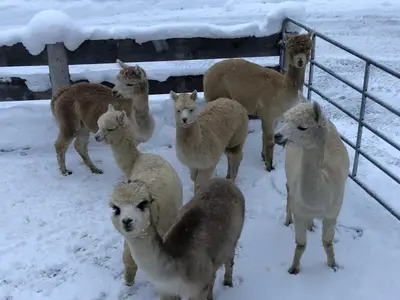 Tiere in der Ferienwohnung oder in der Nähe