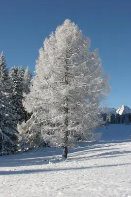 Ferienwohnung Pyhrgasblick im Winter