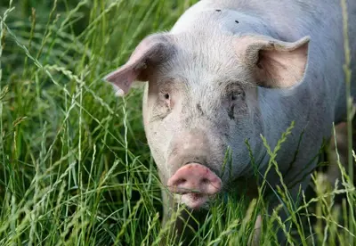 Tiere in der Ferienwohnung oder in der Nähe