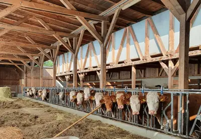 Tiere in der Ferienwohnung oder in der Nähe