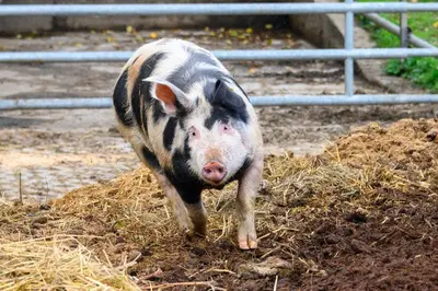 Tiere im Aparthotel oder in der Nähe