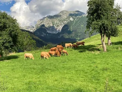 Tiere in diesem Bauernhof oder in der Nähe