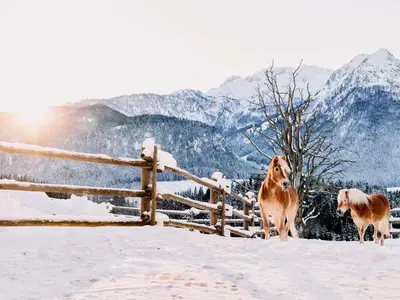 Tiere im Hotel oder in der Nähe