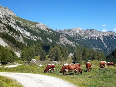 Tiere im Chalet oder in der Nähe