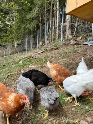 Tiere in der Ferienwohnung oder in der Nähe