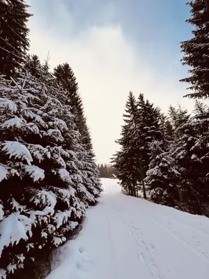 Chalet am Teich Familie Gänser im Winter