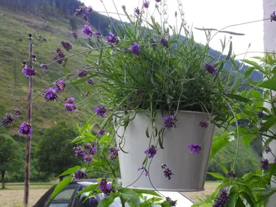 Ein Garten an der Unterkunft Sattlehnerhof