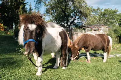 Tiere in der Ferienwohnung oder in der Nähe