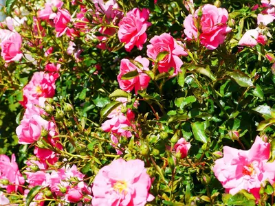 Ein Garten an der Unterkunft Haus Moser