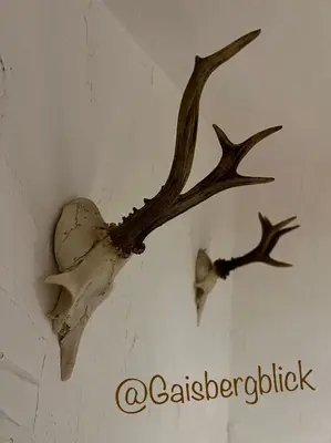 Tiere in der Ferienwohnung oder in der Nähe