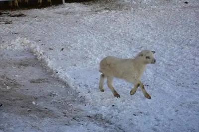 Tiere in diesem Bauernhof oder in der Nähe