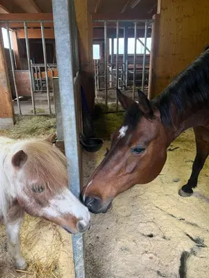 Tiere im Ferienhaus oder in der Nähe