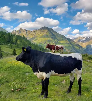 Tiere in der Ferienwohnung oder in der Nähe