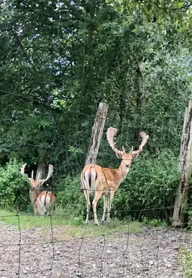 Tiere in der Ferienwohnung oder in der Nähe