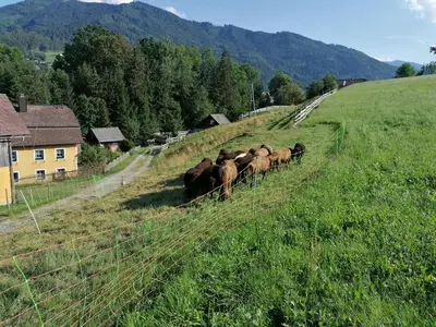 Tiere in der Ferienwohnung oder in der Nähe