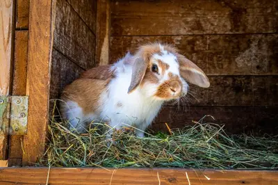 Tiere im Ferienhaus oder in der Nähe