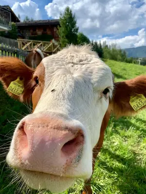 Tiere in der Ferienwohnung oder in der Nähe