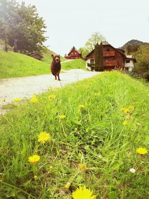 Naturlandschaft in der Nähe des Ferienhauses